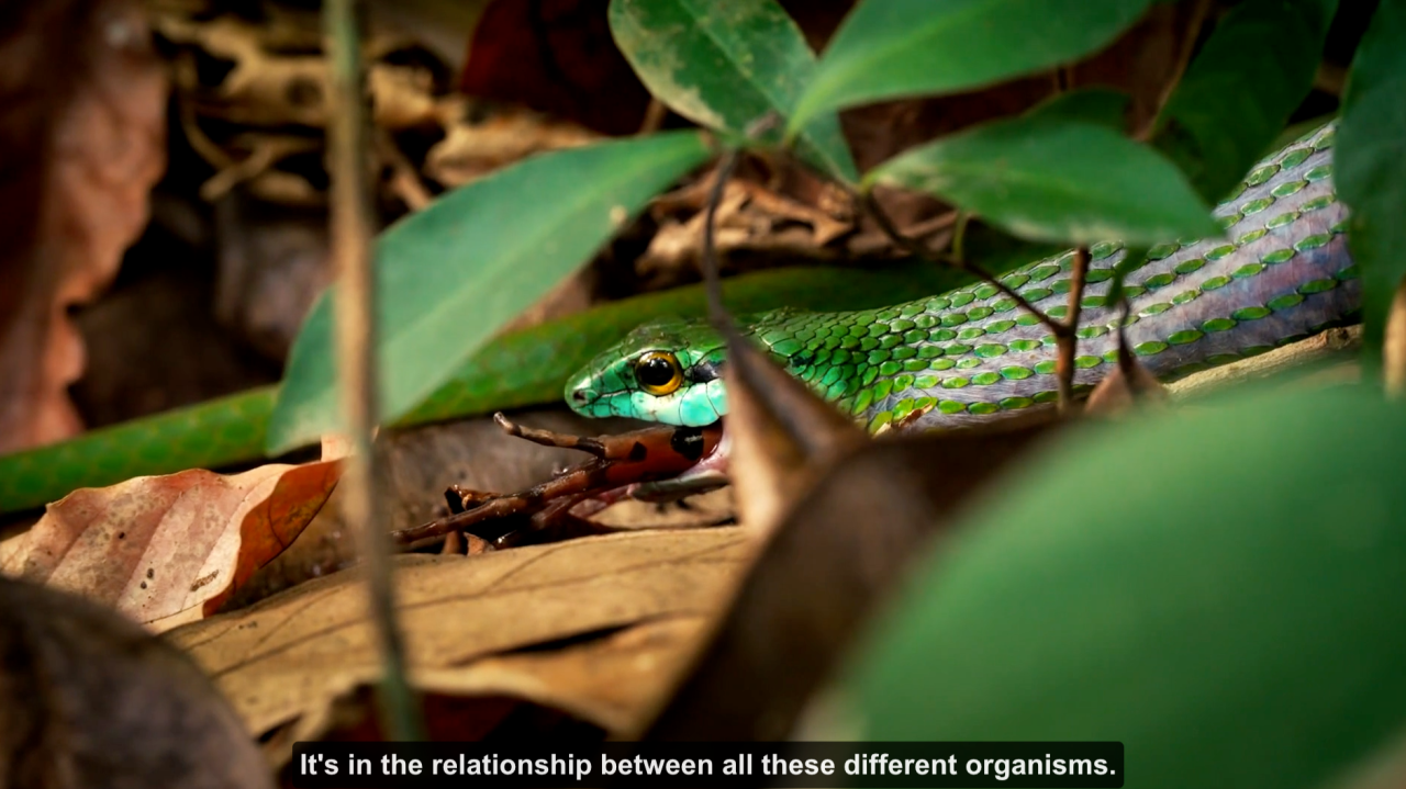 Where is the jungle? A question posed by Nora Bateson, in Alex Beiner's 2025 film, 